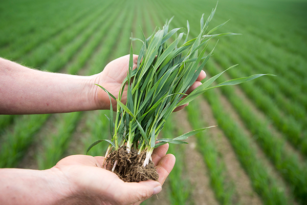 To hænder, der holder en hvedeplante